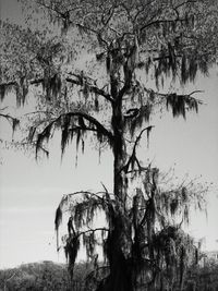 Bare trees against sky