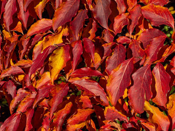 Full frame shot of autumnal leaves