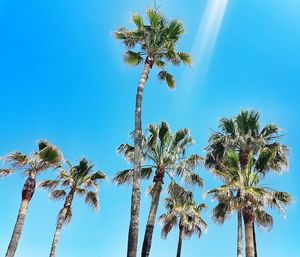 Low angle view of trees against clear blue sky