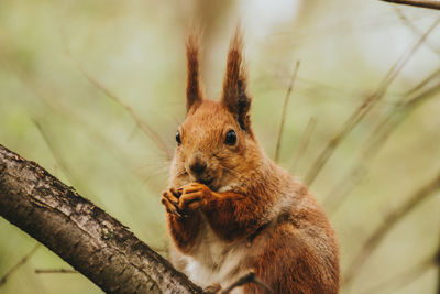 Close-up of squirrel on tree