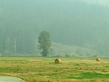 Hay bales in a field