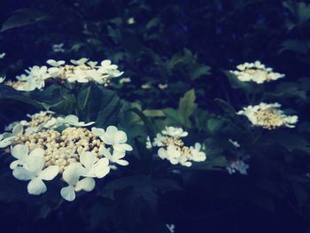 Close-up of white flowering plant