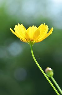 Close-up of yellow flowering plant