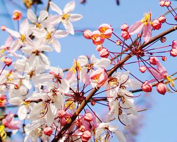 Low angle view of cherry blossoms against sky