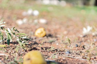 Close-up of dry leaves on field