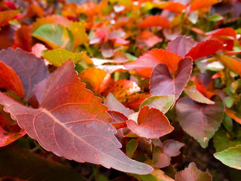 Close-up of autumnal leaves