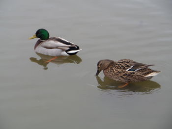 Close-up of bird