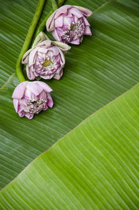 Close-up of lotus on banana leaf