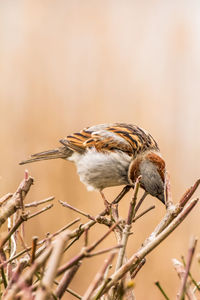 Close-up of bird perching on branch