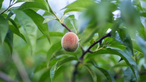 Close-up of fruit growing on tree