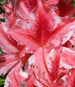 Full frame shot of pink flower