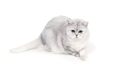 Portrait of a cat against white background