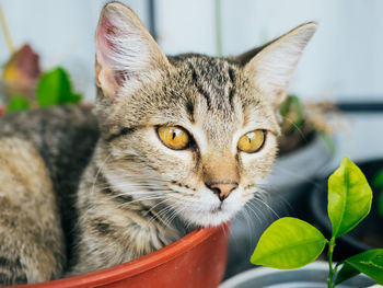 Close-up portrait of cat