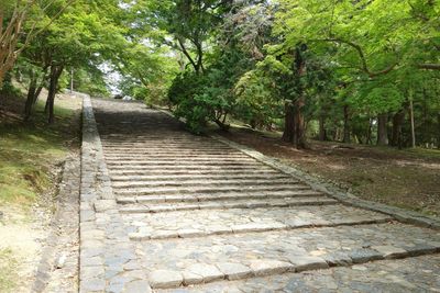 Steps amidst trees