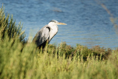 Side view of bird perching on grass