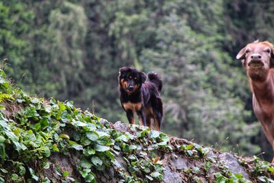 Portrait of a dog