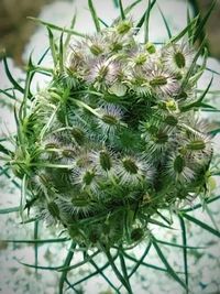Close-up of plant