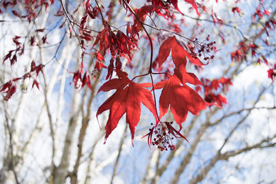 Low angle view of red leaves on tree