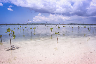 Scenic view of beach against sky