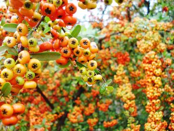 Close-up of berries on plant