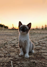 Portrait of cat sitting on shore against sky during sunset