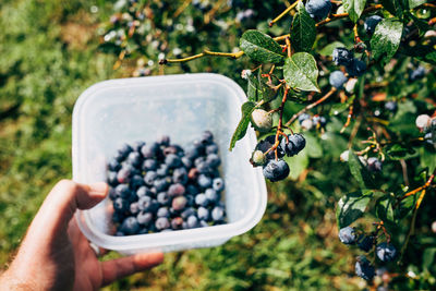 Midsection of person holding blueberries in bowl