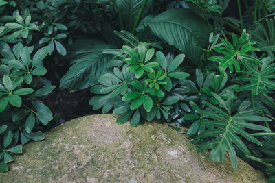 High angle view of plants growing on field