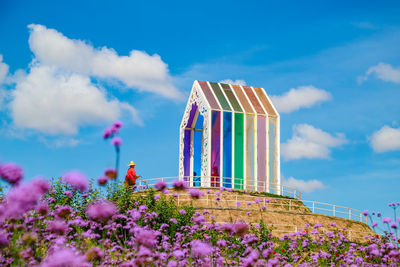 Low angle view of pink flowering plants against blue sky