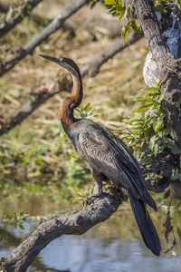 Bird perching on a tree