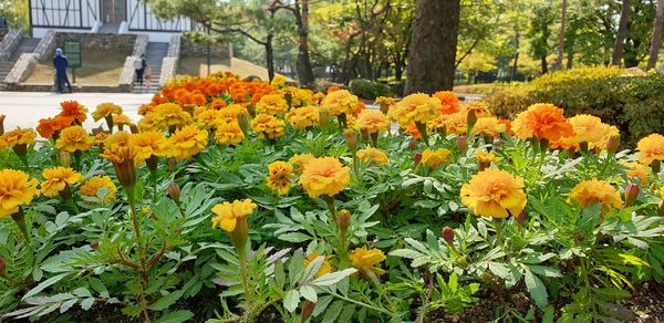 Close-up of fresh yellow flowers in park