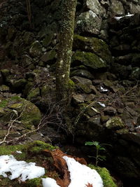 Close-up of moss growing on rock in forest