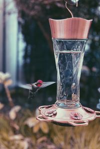 Close-up of bird feeder