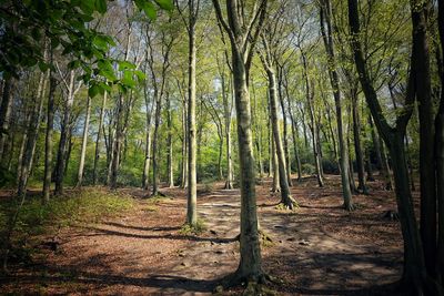 Trees growing in forest