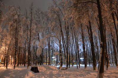 Bare trees in forest during winter