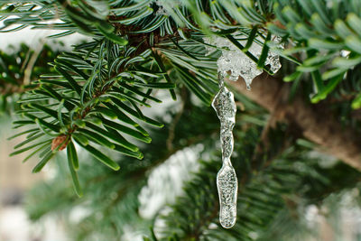 Close-up of pine tree during winter