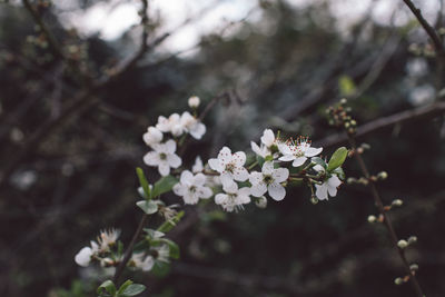 Close-up of white cherry blossoms in spring