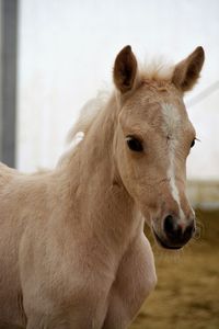 Portrait of horse standing outdoors