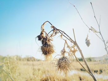 Close-up of wheat growing on field against sky