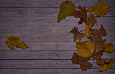 High angle view of maple leaves on table