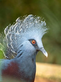 Close-up of pigeon