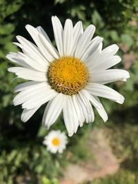 Close-up of white daisy