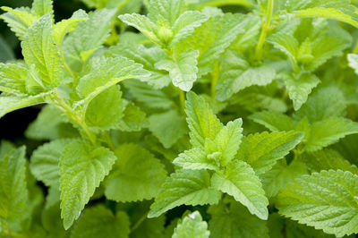 High angle view of leaves in plant