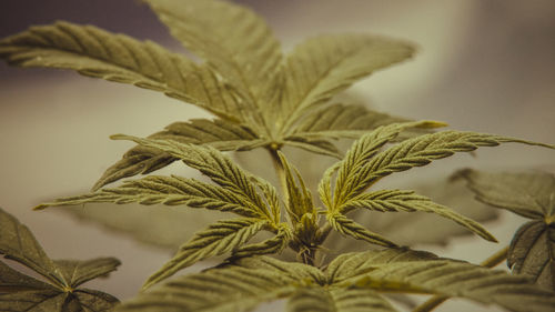 Close-up of leaves in plant