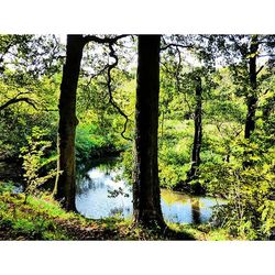 Reflection of trees in lake