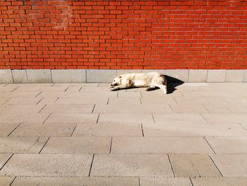 View of a dog on the wall