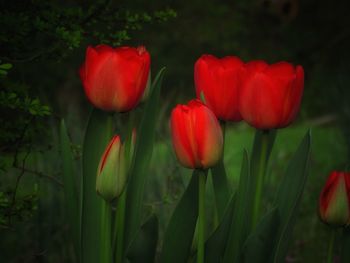 Close-up of red tulips on field