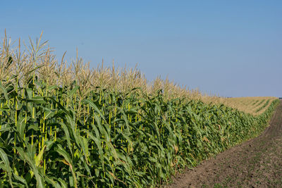 Crops growing on field against clear sky