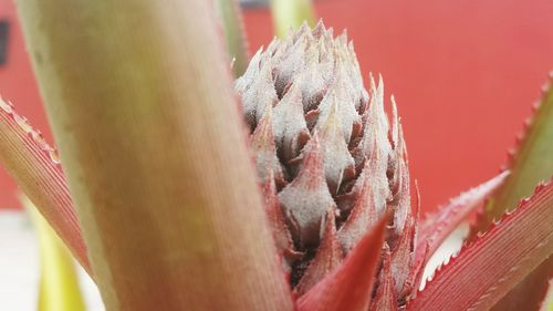 Close-up of plant against blurred background