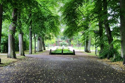 Empty road along trees