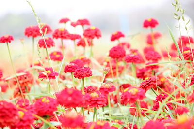 Close-up of red flowers blooming on land